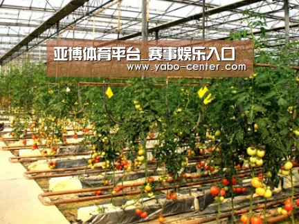 种植基地二