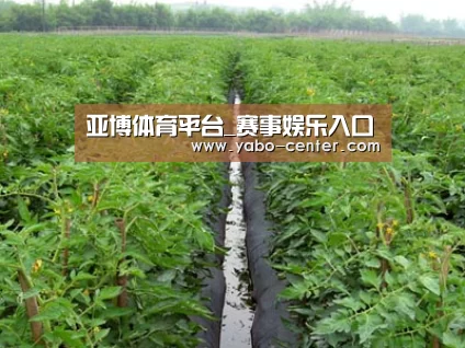 种植基地三