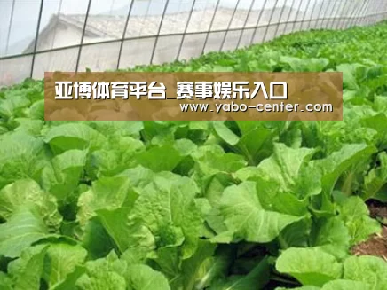 种植基地一